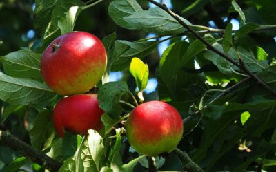 Knackig frische August-Äpfel und Zwetschgen