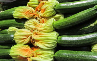 Zucchini – ein vielseitiges Fruchtgemüse