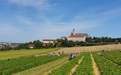 Erdbeerplantage wieder täglich geöffnet