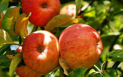 Äpfel aus neuer Ernte