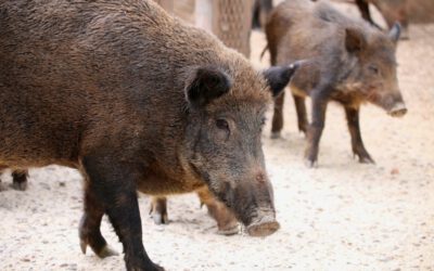 Frisches Wildbret aus hiesigen Klosterwäldern