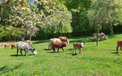 Frühling: Mutterkühe und Kälber unter blühenden Apfelbäumen